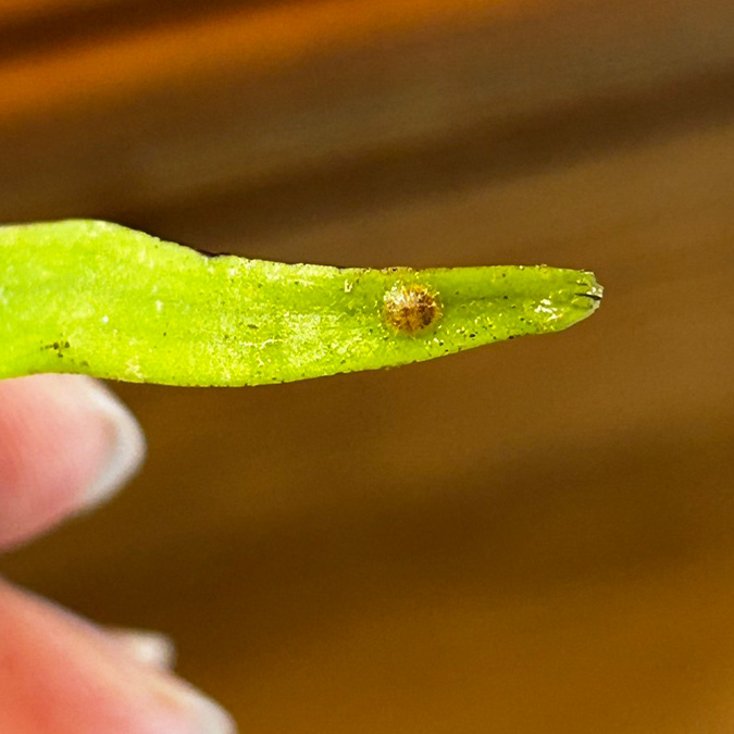 害虫カイガラムシの成虫