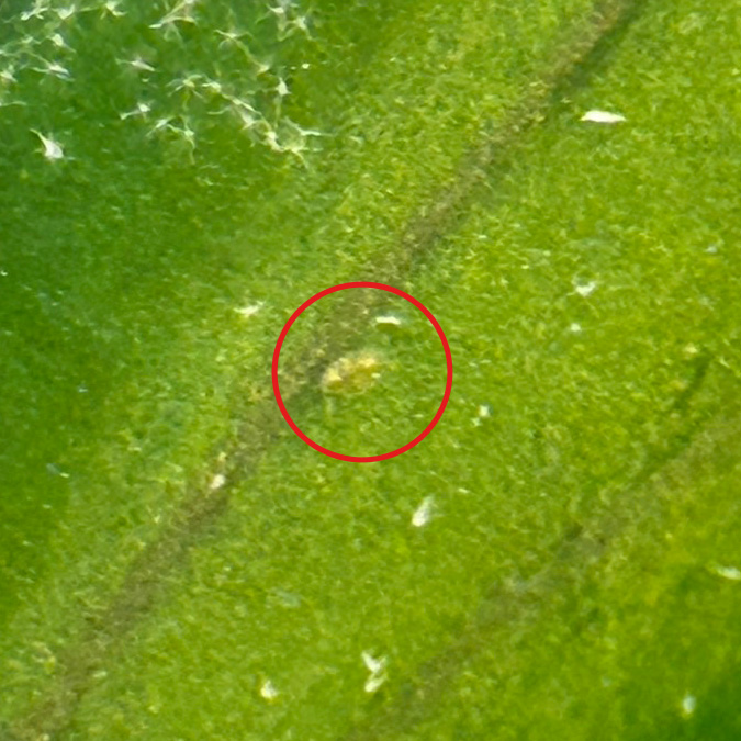 害虫カイガラムシの幼虫